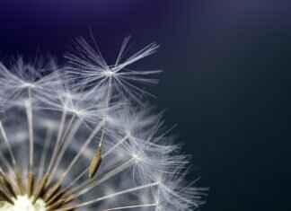 Chia Seeds in Water: Why It’s the Best Detox Drink Chia Seeds in Water: Why It’s the Best Detox Drink