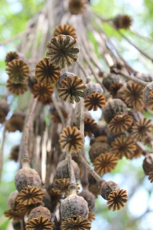Chia Seeds in Water: Why It’s the Best Detox Drink 4 How to Prepare Chia Seeds in Water?