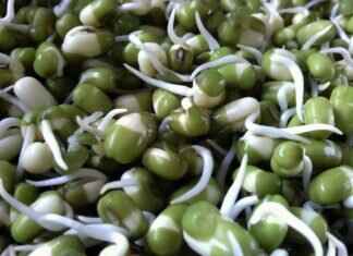 Chia Seeds Nutritional Information: A Breakdown of Key Nutrients Chia Seeds Nutritional Information: A Breakdown of Key Nutrients