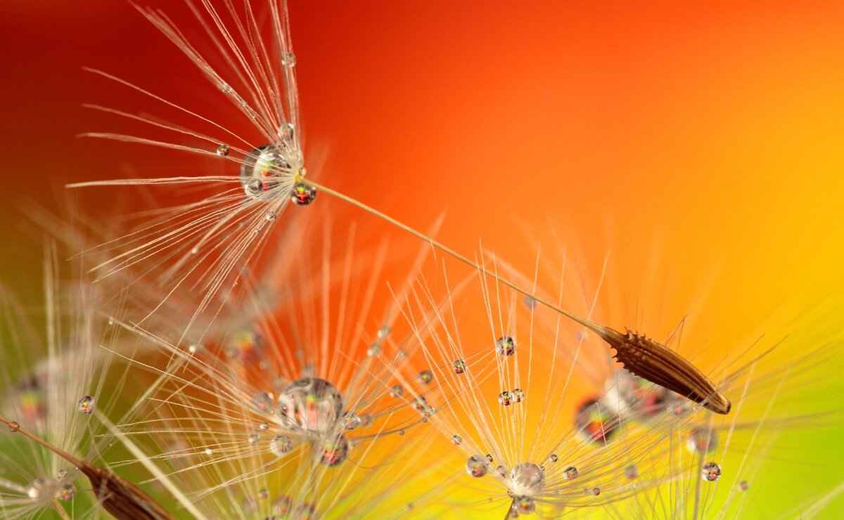 How to Choose the Right Chia Seeds?