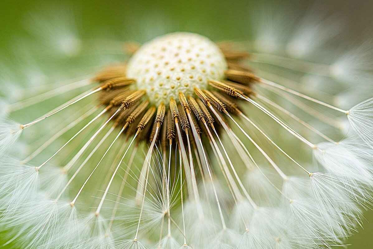 Chia Seeds Plant: How to Grow Your Own Superfood at Home 3 What Are the Ideal Growing Conditions for Chia Seeds?