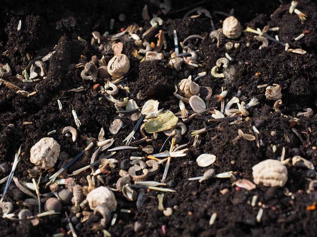 Chia Seeds Protein: A Plant-Based Powerhouse for Muscle Growth 9 What Nutrients Are Found in Chia Seeds?