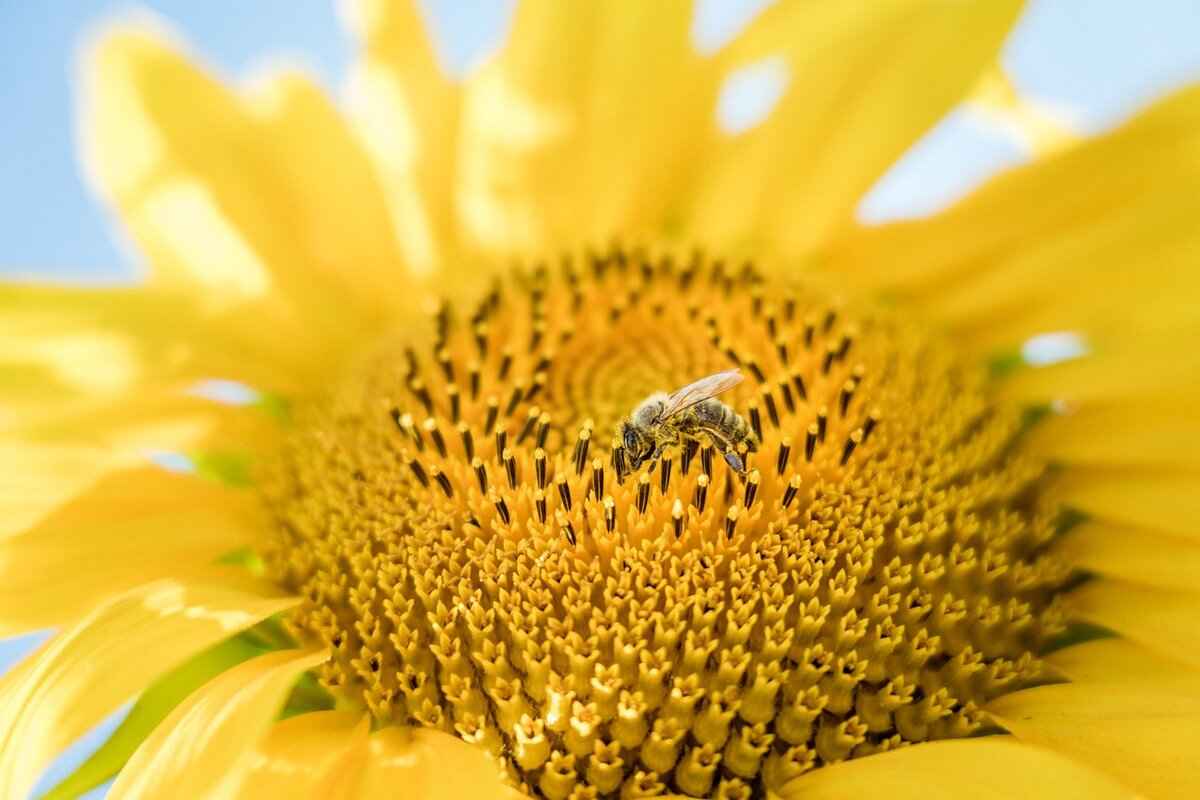 Chia Seeds Protein: A Plant-Based Powerhouse for Your Diet 7 How to Choose the Right Chia Seeds?