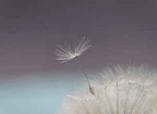 Chia Seeds Protein per Tablespoon: How It Compares to Other Foods Chia Seeds Protein per Tablespoon: How It Compares to Other Foods