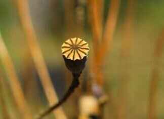 Chia Seeds Recipe Ideas: Creative Ways to Enjoy This Superfood Chia Seeds Recipe Ideas: Creative Ways to Enjoy This Superfood