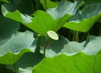 Chia Seeds Recipes: 10 Easy & Tasty Ways to Use Them Chia Seeds Recipes: 10 Easy & Tasty Ways to Use Them