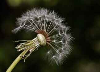 Chia Seeds Side Effects in Females: What Every Woman Should Know Chia Seeds Side Effects in Females: What Every Woman Should Know