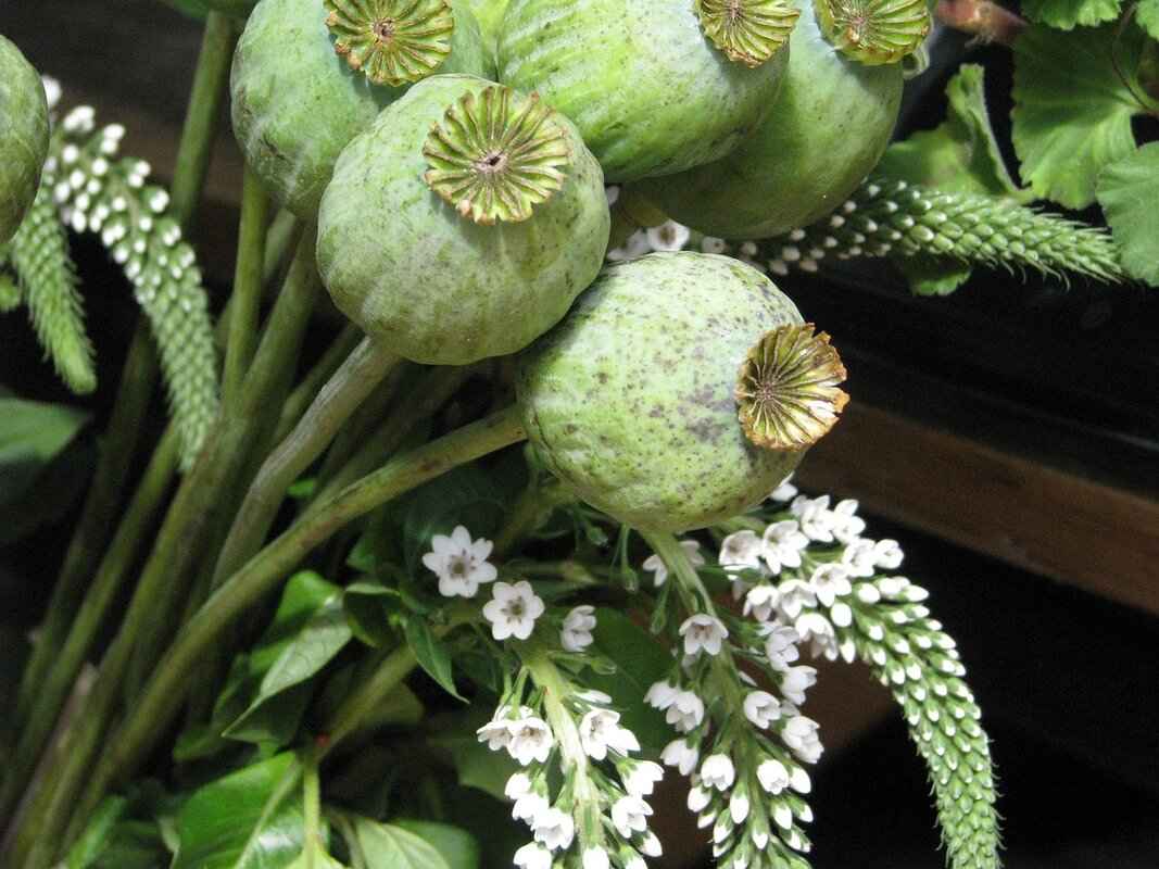 How Do Chia Seeds Interact with Medications?