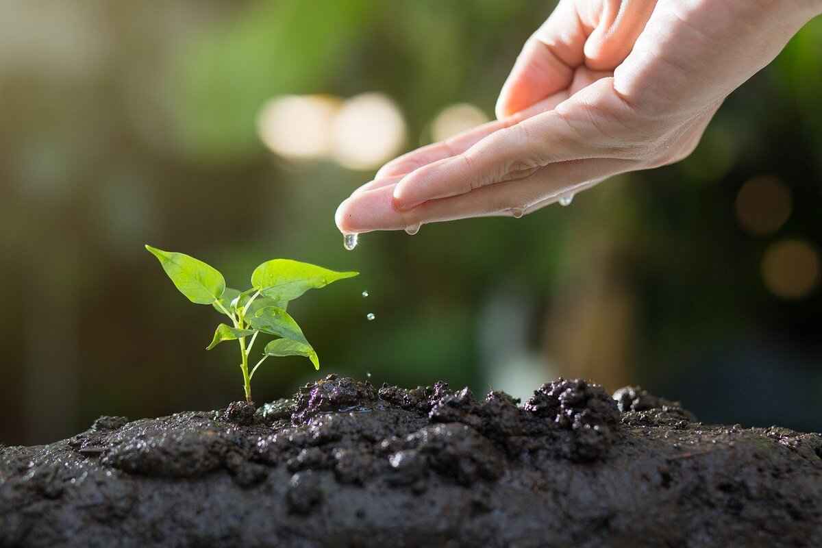 Do Chia Seeds Interact with Medications?