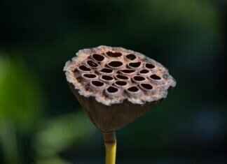 Chia Seeds Target: Where to Buy High-Quality Seeds Chia Seeds Target: Where to Buy High-Quality Seeds