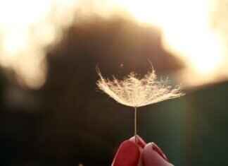 Chia Seeds: The Benefits – How They Improve Your Health Chia Seeds: The Benefits - How They Improve Your Health