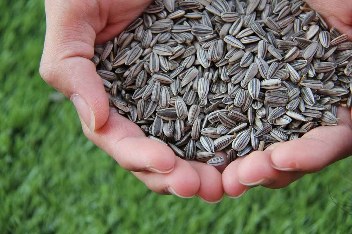 How to Incorporate Chia Seeds into Your Diet?