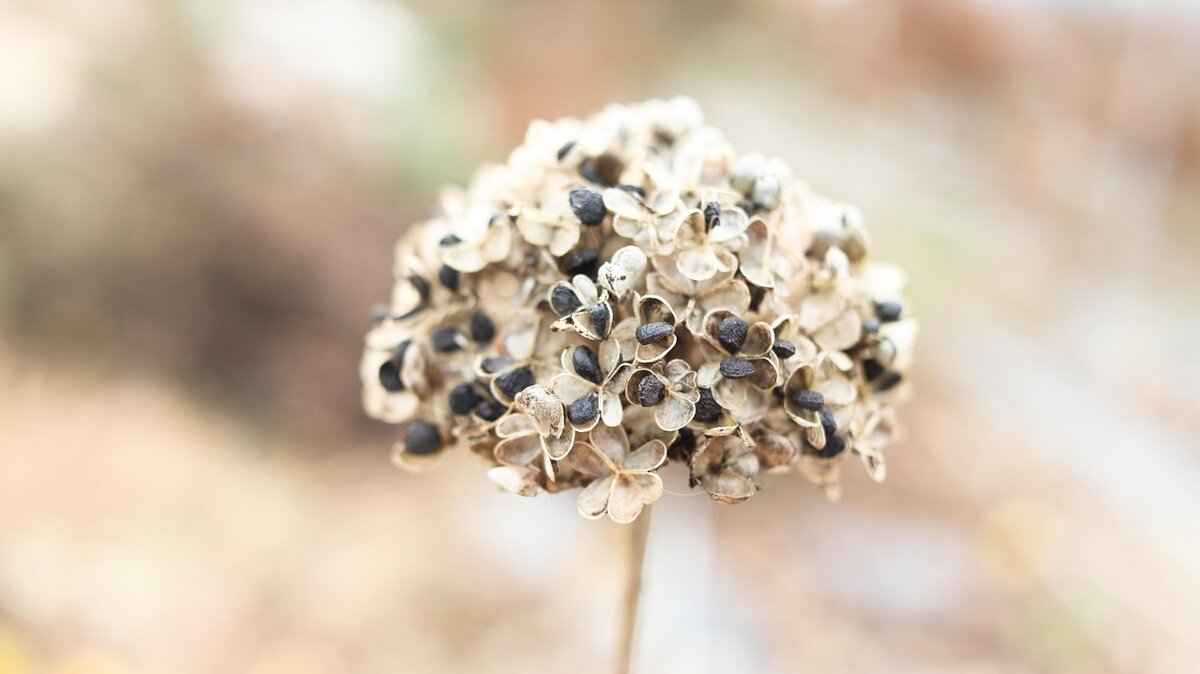 Can Chia Seeds Help with Weight Management?