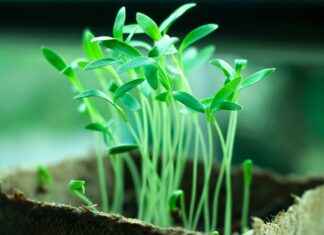 Chia Seeds: The Benefits That Will Transform Your Diet Chia Seeds: The Benefits That Will Transform Your Diet