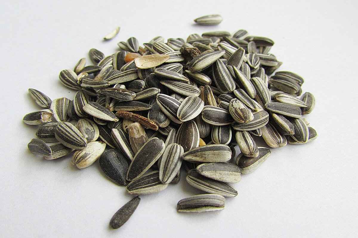 How Do Chia Seeds Benefit Your Health?