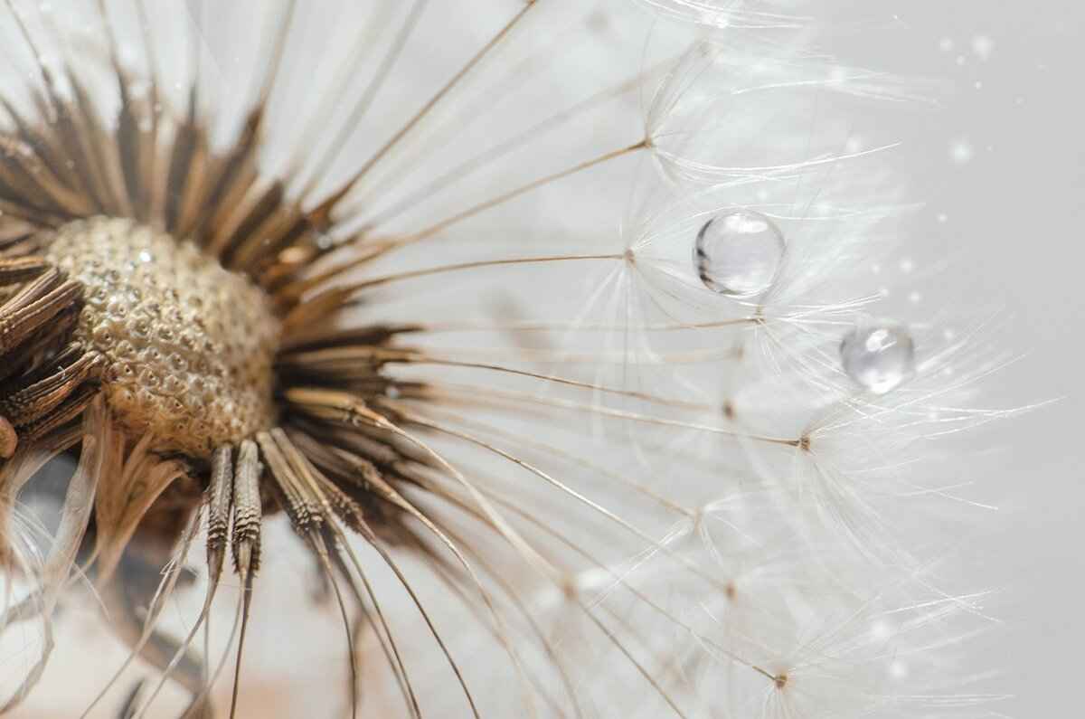 What Are Chia Seeds?