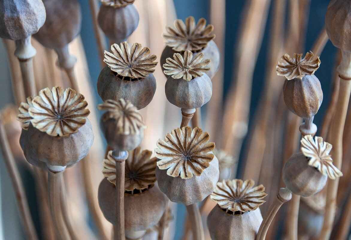 Which Seed is Better for Weight Loss?