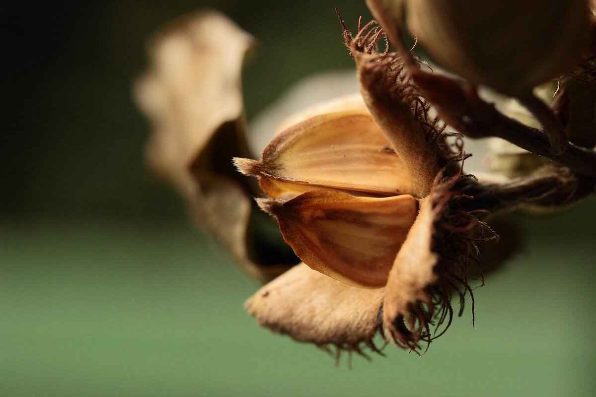 What Are Basil Seeds?
