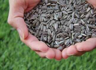 Chia Seeds vs Basil Seeds: Which One Wins in Nutrition & Benefits? Chia Seeds vs Basil Seeds: Which One Wins in Nutrition & Benefits?