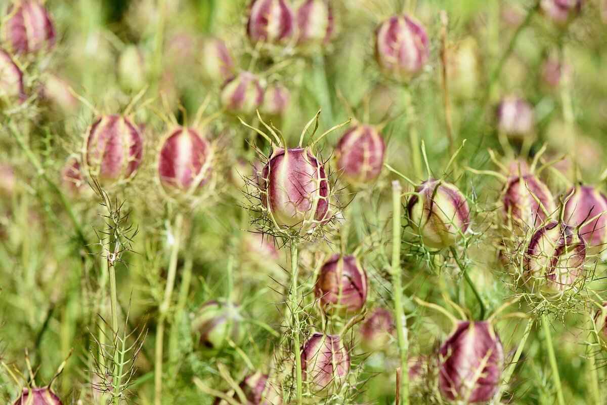 How to Use Basil Seeds in Recipes?