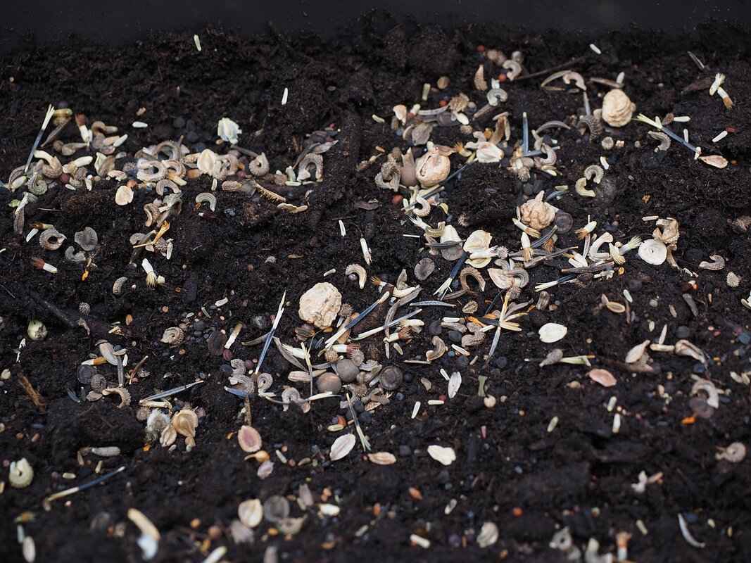 Which Seed Is Better for Weight Loss?