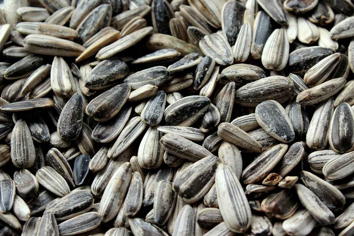 Health Benefits of Basil Seeds