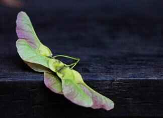 Chia Seeds vs Flax Seeds: Which Superfood Is Better? Chia Seeds vs Flax Seeds: Which Superfood Is Better?