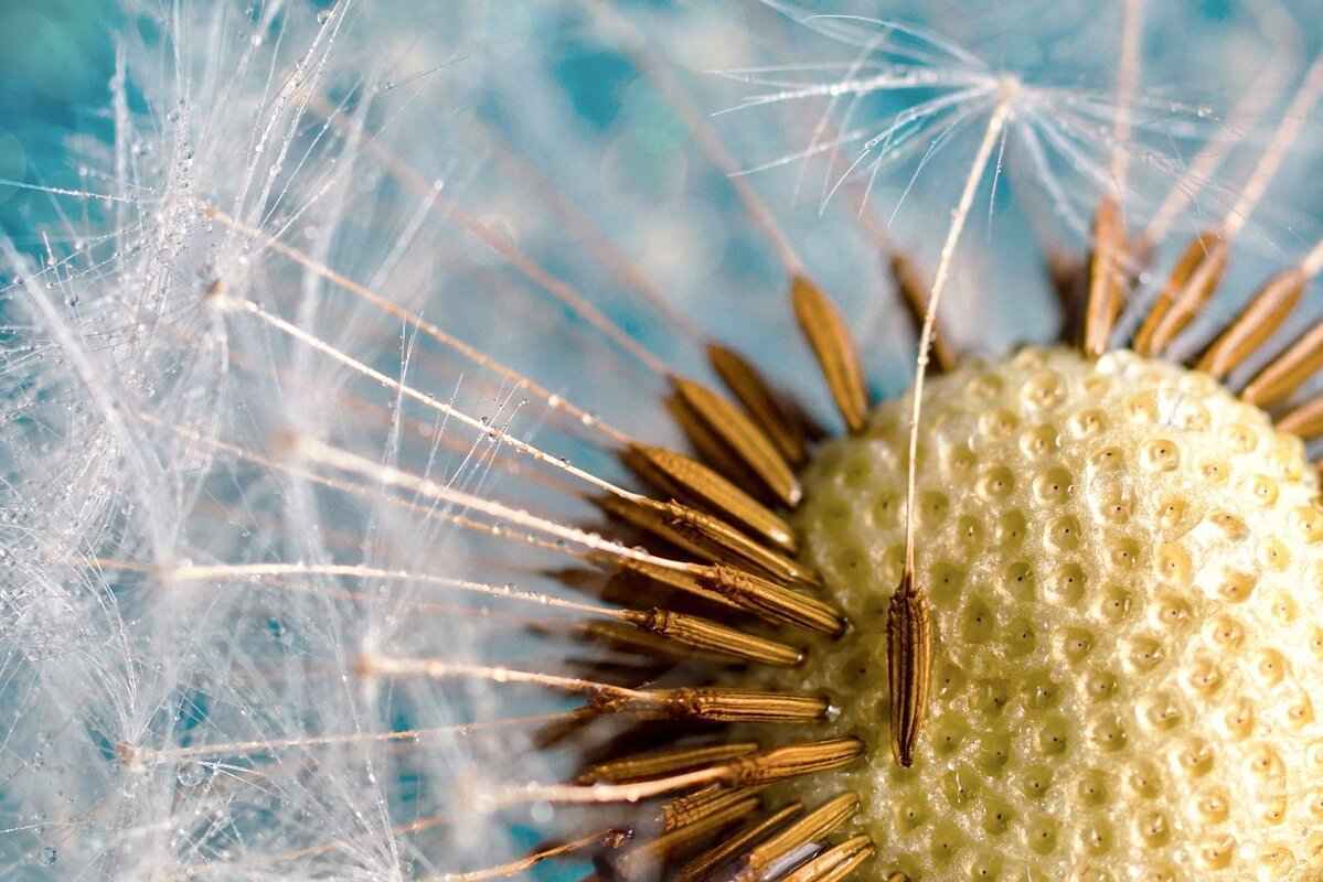 What Are Chia Seeds?