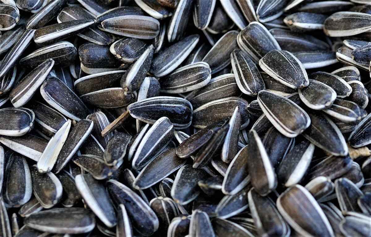 Health Benefits of Chia Seeds: What Should You Know?