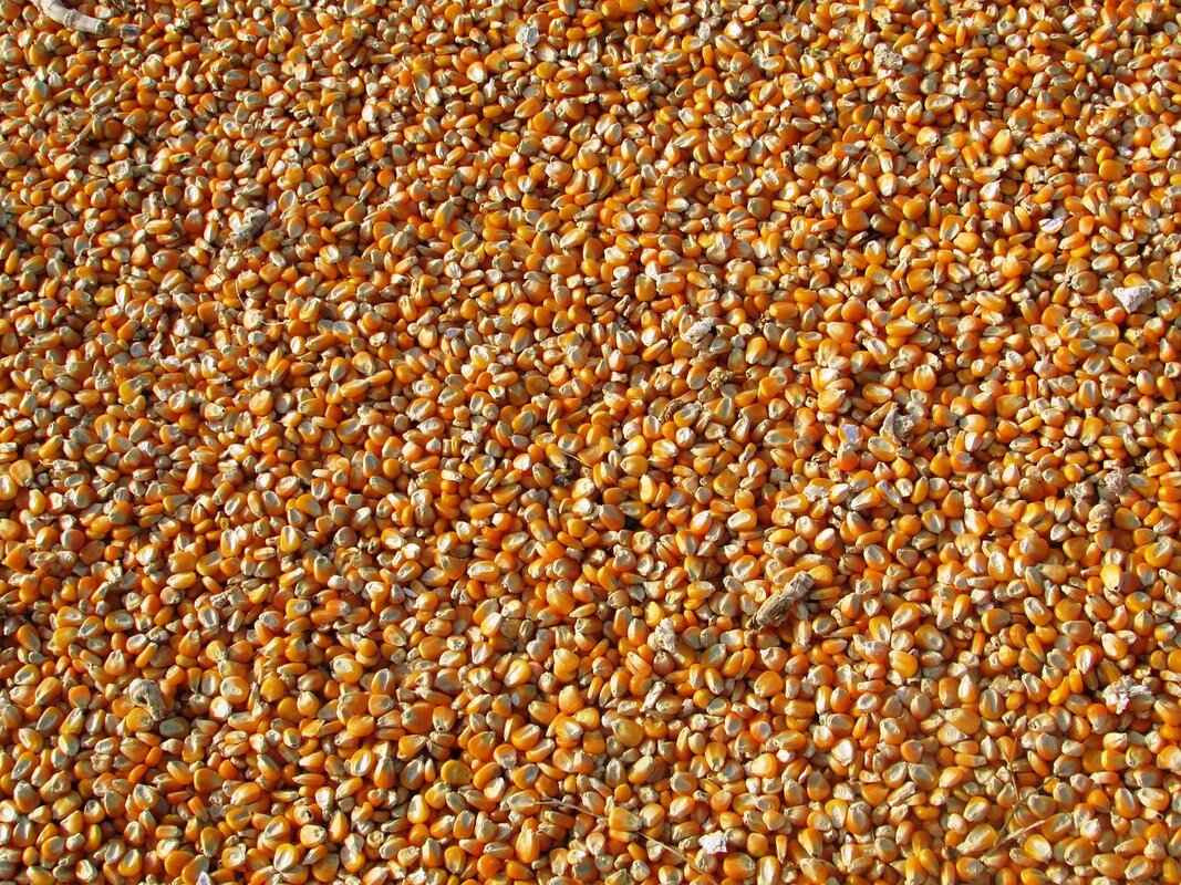 Are There Any Side Effects of Flax Seeds?