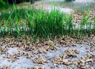 Chia Seeds Weight Loss: How They Help You Shed Pounds Naturally Chia Seeds Weight Loss: How They Help You Shed Pounds Naturally