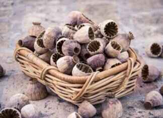 Chia Seeds: Why They’re a Must-Have Superfood in Your Pantry Chia Seeds: Why They’re a Must-Have Superfood in Your Pantry