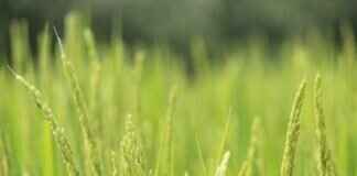 Choosing the Right Rice for Asian Dishes: Jasmine, Basmati, or Sticky Rice? Choosing the Right Rice for Asian Dishes: Jasmine, Basmati, or Sticky Rice?