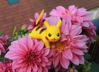 Cinccino Pokémon: How to Maximize Its Potential in Competitive Play Cinccino Pokémon: How to Maximize Its Potential in Competitive Play