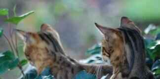 Cincinnati Bengals Message Board: Where Fans Gather for the Latest News Cincinnati Bengals Message Board: Where Fans Gather for the Latest News