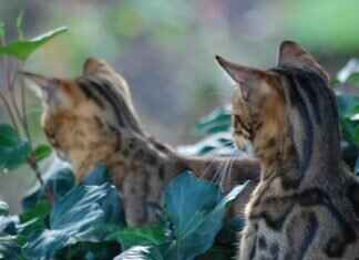 Cincinnati Bengals Message Board: Where Fans Gather for the Latest News Cincinnati Bengals Message Board: Where Fans Gather for the Latest News