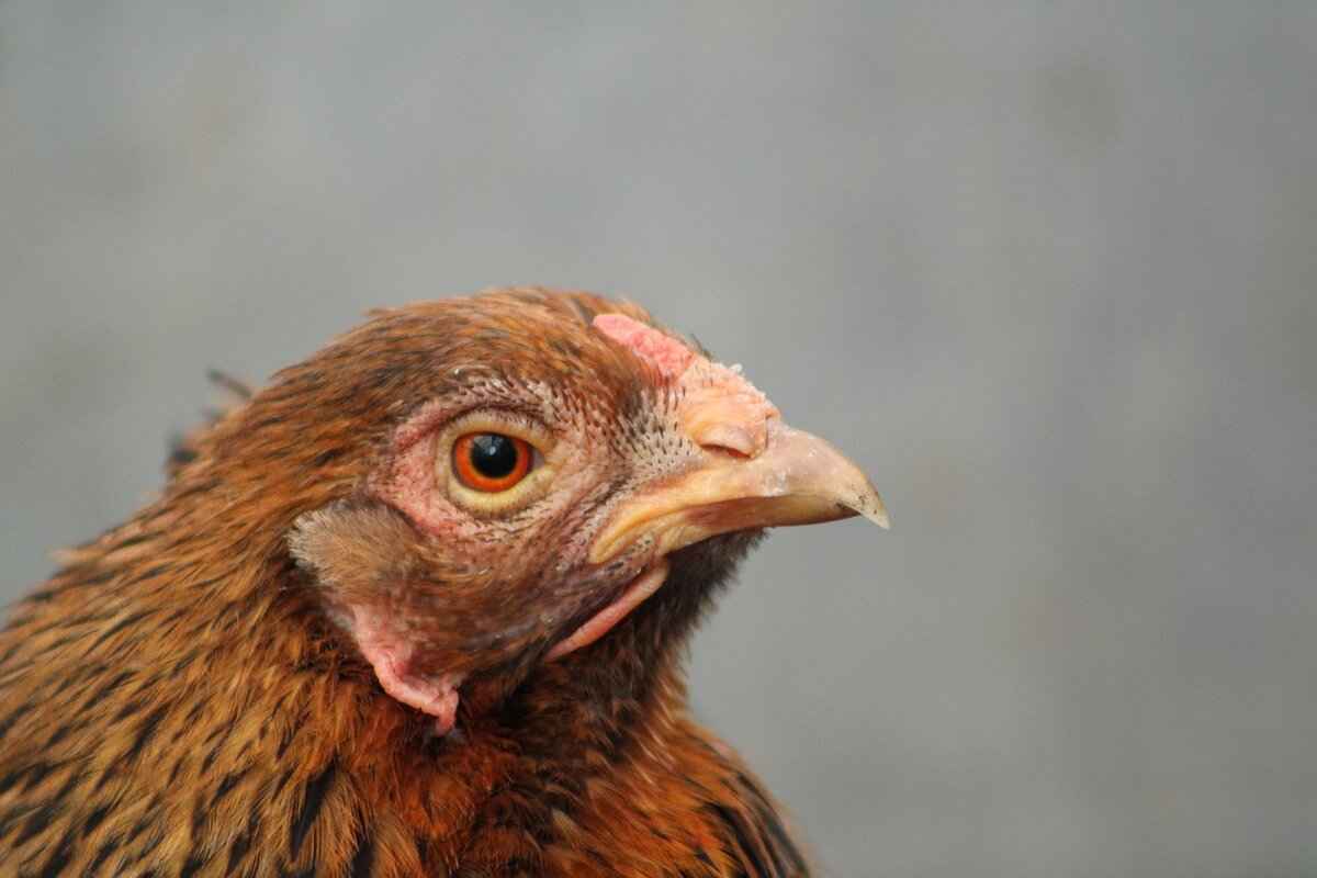 Clefable Pokémon Moveset, Evolution Chart, and Best Battle Uses 2 Clefable Evolution Chart: How to Evolve