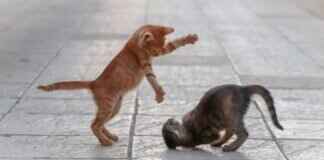 Clefairy Pokémon Weaknesses, Best Counters, and Strategies for Ranked Matches Clefairy Pokémon Weaknesses, Best Counters, and Strategies for Ranked Matches