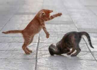 Clefairy Pokémon Weaknesses, Best Counters, and Strategies for Ranked Matches Clefairy Pokémon Weaknesses, Best Counters, and Strategies for Ranked Matches