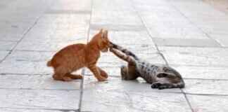 Cofagrigus Pokémon: How to Maximize Its Potential in Competitive Battles Cofagrigus Pokémon: How to Maximize Its Potential in Competitive Battles