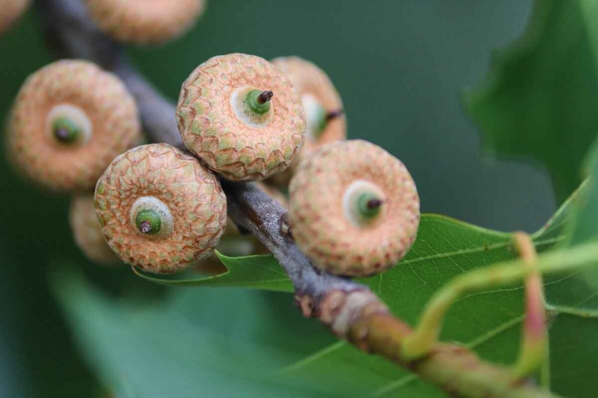 Cole Palmer Kit: Where to Buy the Authentic Jersey 5 Size and Fit Considerations