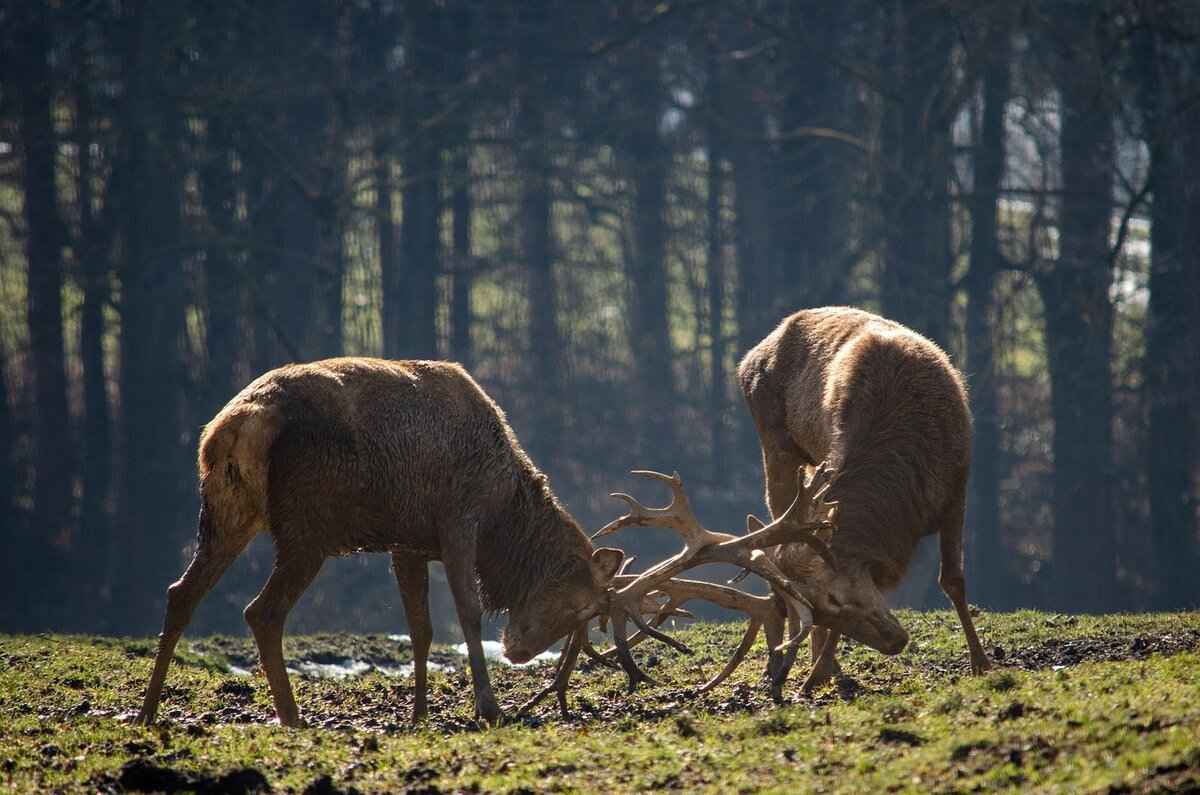 Competitive Battle Strategies for Conkeldurr