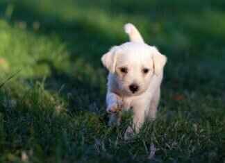 Bakır Yılan Isırığı: Köpeğinizle Acil Durumda Nasıl Baş Etmeli Bakır Yılan Isırığı: Köpeğinizle Acil Durumda Nasıl Baş Etmeli