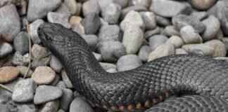 Copperhead Snake Bite on Dog – Signs and Emergency Care Copperhead Snake Bite on Dog – Signs and Emergency Care