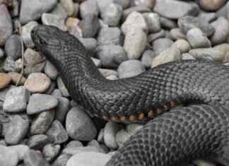 Copperhead Snake Bite on Dog – Signs and Emergency Care Copperhead Snake Bite on Dog – Signs and Emergency Care