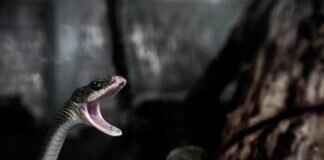 Bakır Yılan Isırığına Karşı Köpeklerde Belirtiler ve Acil Bakım Bakır Yılan Isırığına Karşı Köpeklerde Belirtiler ve Acil Bakım