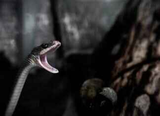 Bakır Yılan Isırığına Karşı Köpeklerde Belirtiler ve Acil Bakım Bakır Yılan Isırığına Karşı Köpeklerde Belirtiler ve Acil Bakım