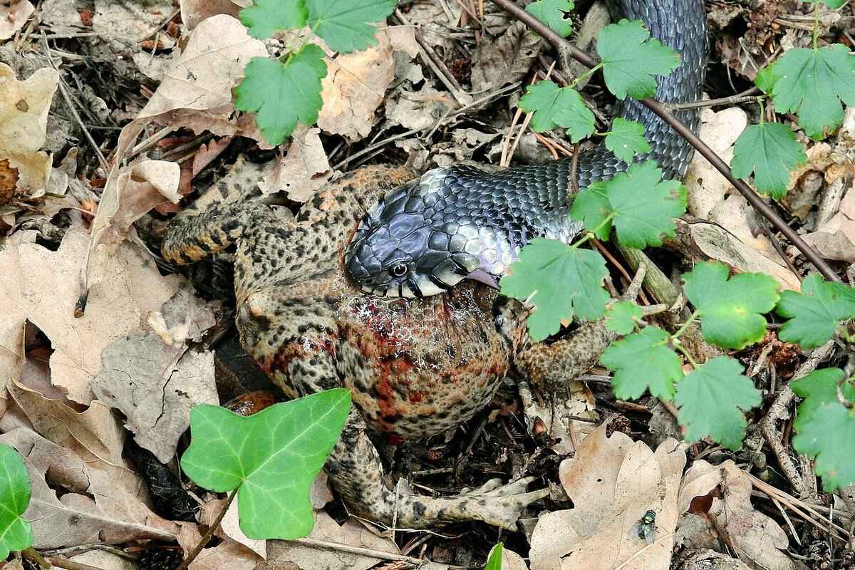 Bakır Yılan Nedir?