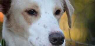 Corinna Kopf – Corinna Kopf’s Net Worth: How She Made Millions on OnlyFans & OnlyFans Leaks Corinna Kopf – Corinna Kopf’s Net Worth: How She Made Millions on OnlyFans & OnlyFans Leaks