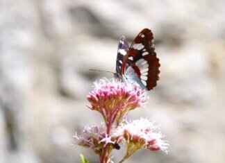 Coyyn.com Rare Coins: The Best Places to Buy and Sell Rare Coins Coyyn.com Rare Coins: The Best Places to Buy and Sell Rare Coins